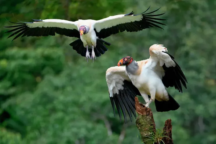 Framed Print : Flying King vulture (Sarcoramphus papa), Costa Rica Framed Print : Flying King vulture (Sarcoramphus papa), Costa Rica