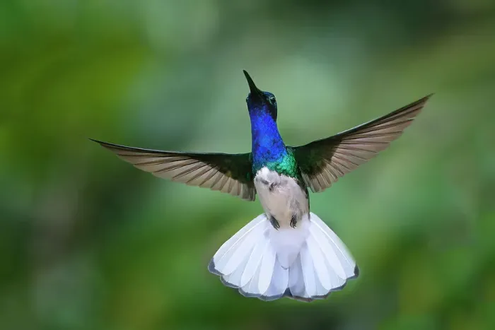 Framed Print : Flying White necked Jacobin (Florisuga Mellivora), Manu National Park cloud forest, Peru, South America Framed Print : Flying White necked Jacobin (Florisuga Mellivora), Manu National Park cloud forest, Peru, South America