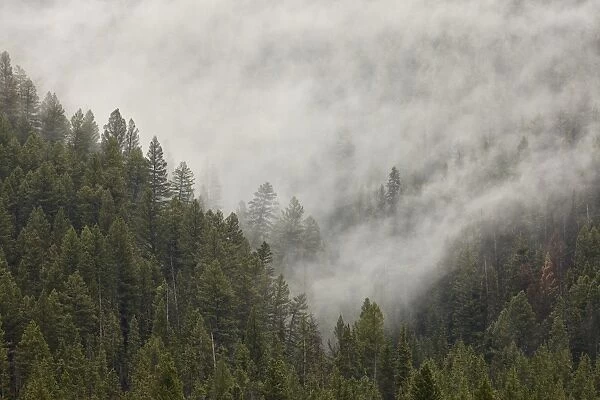 Fog among evergreens, Yellowstone National Park, UNESCO World Heritage Site, Wyoming, United States of America, North America