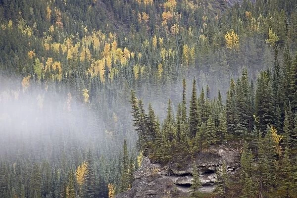Fog and fall colors, Alaska Highway, British Columbia, Canada, North America