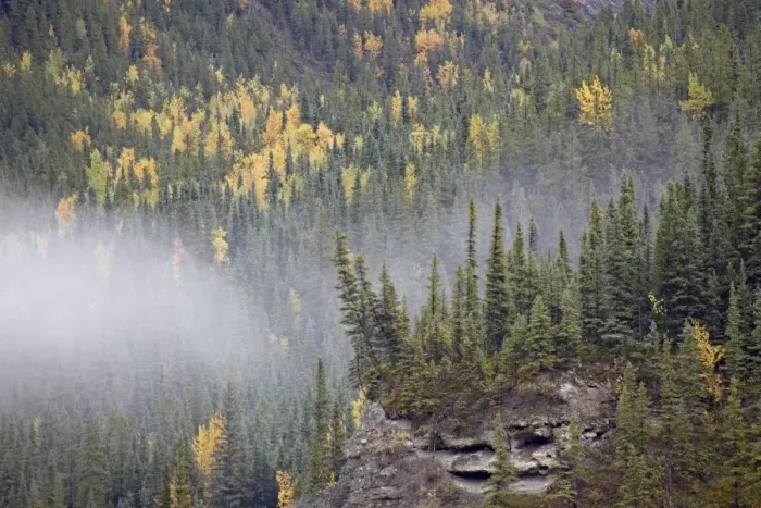 Framed Print : Fog and fall colors, Alaska Highway, British Columbia, Canada, North America