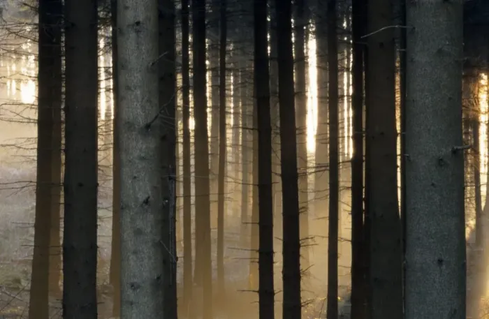 Framed Print : Fog in the forest