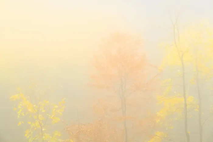 Framed Print : Fog in the forest of Bagni di Masino during autumn, Valmasino, Valtellina. Lombardy Framed Print : Fog in the forest of Bagni di Masino during autumn, Valmasino, Valtellina. Lombardy