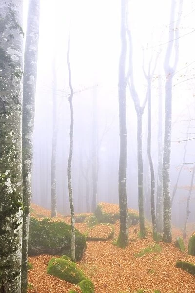 Fog in the forest of Bagni di Masino during autumn, Valmasino, Valtellina. Lombardy