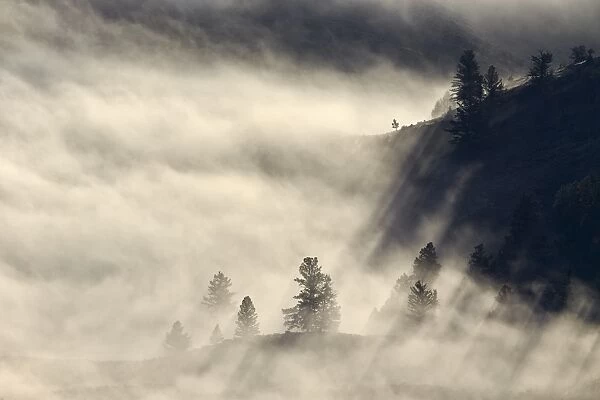 Fog among a hillside with evergreens, Yellowstone National Park, UNESCO World Heritage Site, Wyoming, United States of America, North America