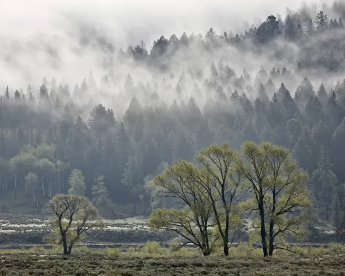 Framed Print : Fog mingling with evergreen trees with some cottonwoods, Yellowstone National Park, UNESCO World Heritage Site, Wyoming, United States of America, North America Framed Print : Fog mingling with evergreen trees with some cottonwoods, Yellowstone National Park, UNESCO World Heritage Site, Wyoming, United States of America, North America