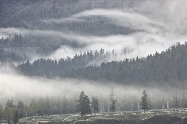 Fog mingling with evergreen trees, Yellowstone National Park, UNESCO World Heritage Site, Wyoming, United States of America, North America