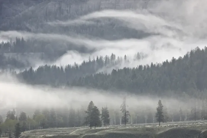 Framed Print : Fog mingling with evergreen trees, Yellowstone National Park, UNESCO World Heritage Site, Wyoming, United States of America, North America Framed Print : Fog mingling with evergreen trees, Yellowstone National Park, UNESCO World Heritage Site, Wyoming, United States of America, North America
