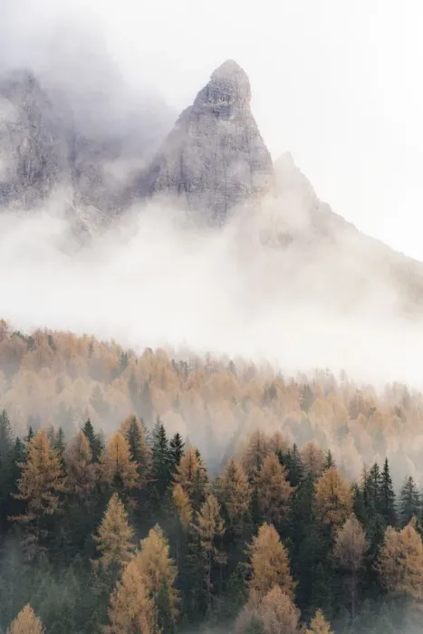 Framed Print : Fog over the orange colored larch tree woods in autumn, Misurina, Dolomites Framed Print : Fog over the orange colored larch tree woods in autumn, Misurina, Dolomites