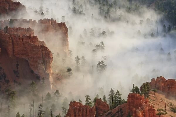 Fog, rocks and trees, Bryce Canyon National Park, Utah, United States of America, North America