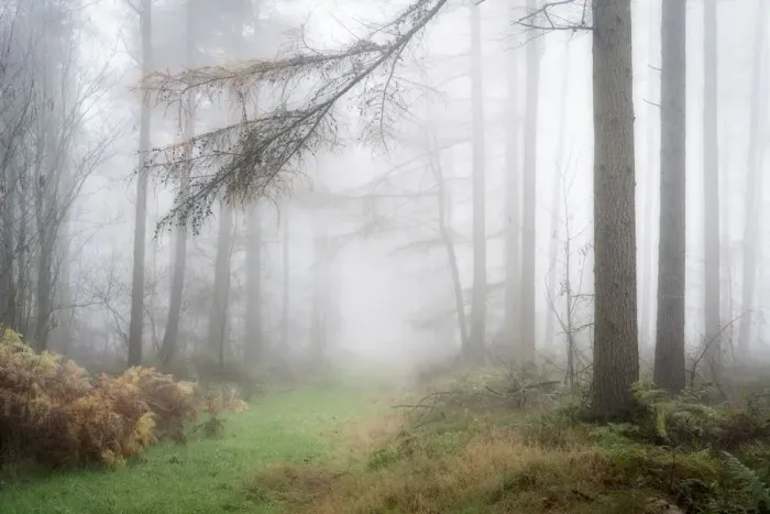 Framed Print : Foggy autumn woods at Wass Bank near Helmsley, The North Yorkshire Moors, England Framed Print : Foggy autumn woods at Wass Bank near Helmsley, The North Yorkshire Moors, England