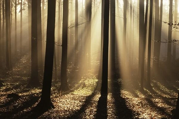 Foggy forest and sunrays