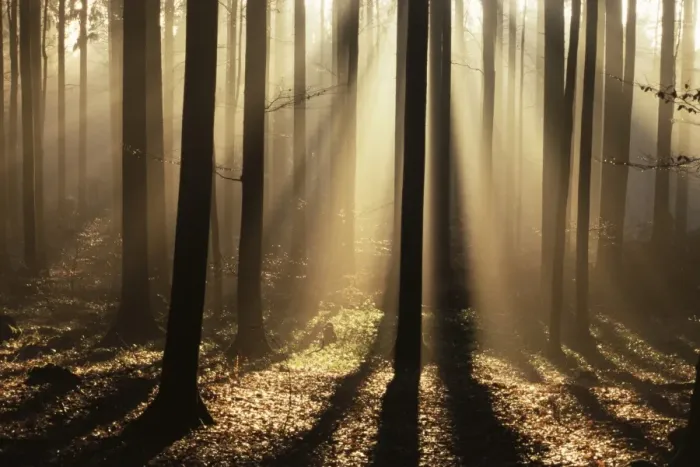 Framed Print : Foggy forest and sunrays Framed Print : Foggy forest and sunrays