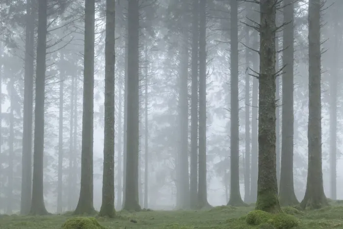 Framed Print : Foggy winter morning in a conifer woodland near Fernworthy Reservoir, Dartmoor, Devon Framed Print : Foggy winter morning in a conifer woodland near Fernworthy Reservoir, Dartmoor, Devon