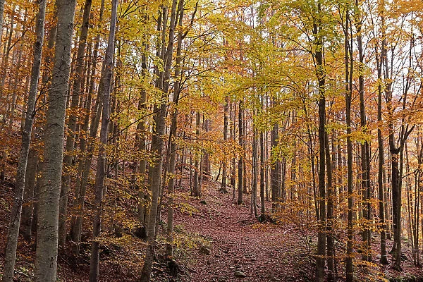 Foliage colors in a beech wood, Parco Regionale del Corno alle Scale, Emilia Romagna