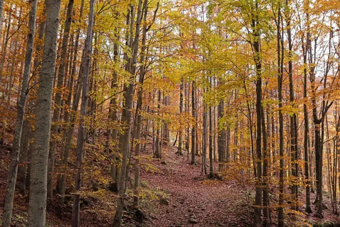 Framed Print : Foliage colors in a beech wood, Parco Regionale del Corno alle Scale, Emilia Romagna Framed Print : Foliage colors in a beech wood, Parco Regionale del Corno alle Scale, Emilia Romagna