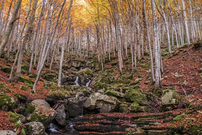 Framed Print : Foliage colors in the wood, Parco Regionale del Corno alle Scale, Emilia Romagna, Italy