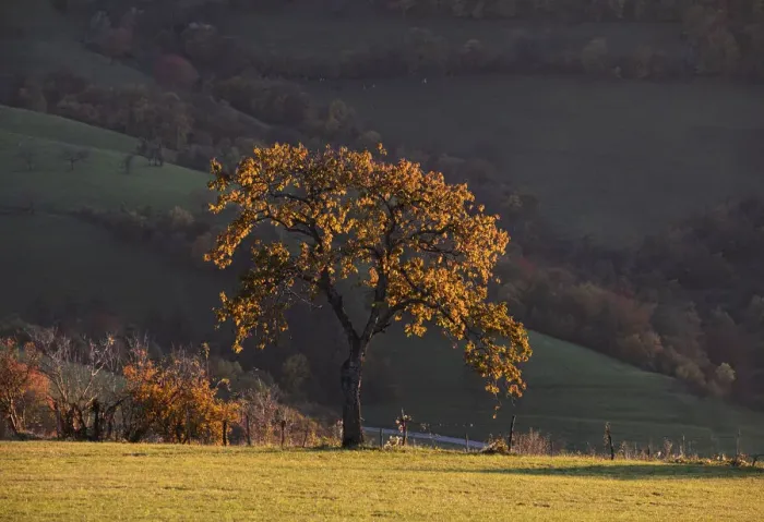 Framed Print : Foliage shot of an oak tree in autumn at sunset, Lessinia, Veneto, Italy, Europe Framed Print : Foliage shot of an oak tree in autumn at sunset, Lessinia, Veneto, Italy, Europe