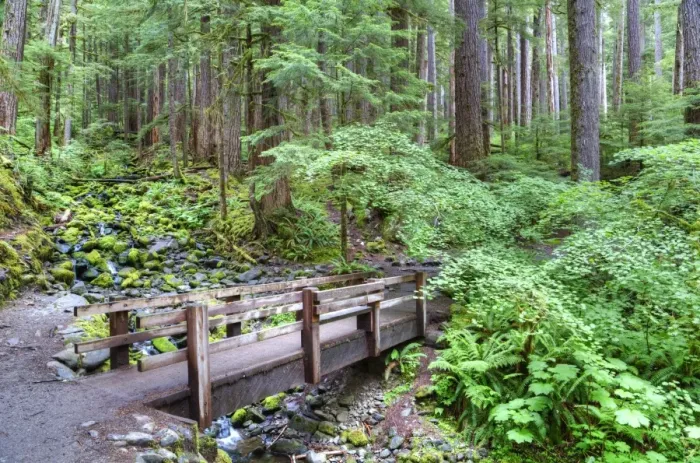 Framed Print : Foot Bridge, Trail to Sol Duc Falls, Rain Forest, Olympic National Park, UNESCO World Heritage Site Framed Print : Foot Bridge, Trail to Sol Duc Falls, Rain Forest, Olympic National Park, UNESCO World Heritage Site