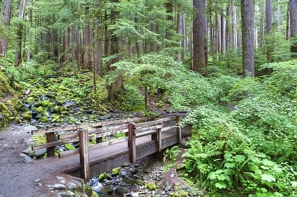 Foot Bridge, Trail to Sol Duc Falls, Rain Forest, Olympic National Park, UNESCO World Heritage Site