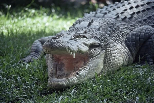 Twenty four foot saltwater crocodile (Crocodilus porosus), Hartleys Creek
