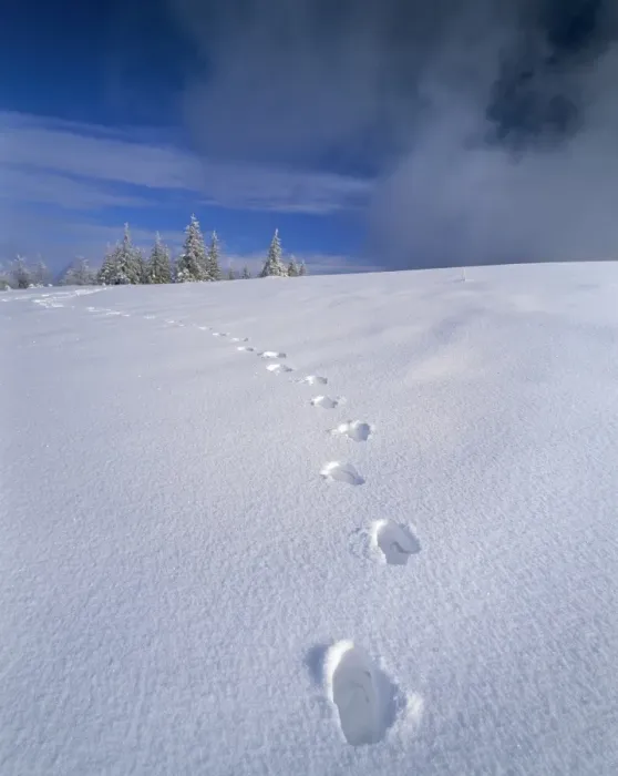 Framed Print : Foot steps in the snow, Kandel Mountain, Black Forest, Baden Wurttemberg, Germany, Europe Framed Print : Foot steps in the snow, Kandel Mountain, Black Forest, Baden Wurttemberg, Germany, Europe