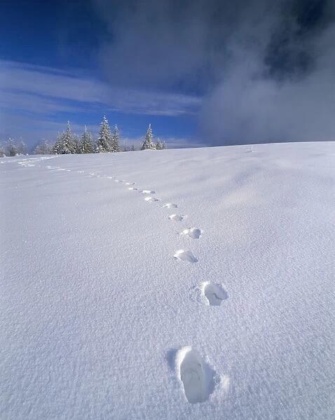 Foot steps in the snow, Kandel Mountain, Black Forest, Baden Wurttemberg, Germany, Europe