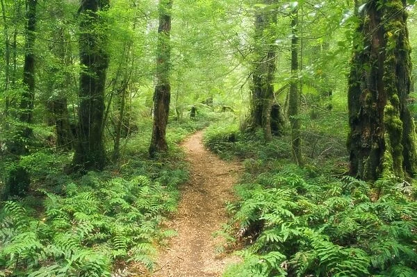 Footpath through Myrtle Beech Trees in the temperate rainforest, Yarra Ranges National Park