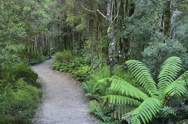Footpath through Temperate Rainforest, Nelson River, Tasmania, Australia, Pacific