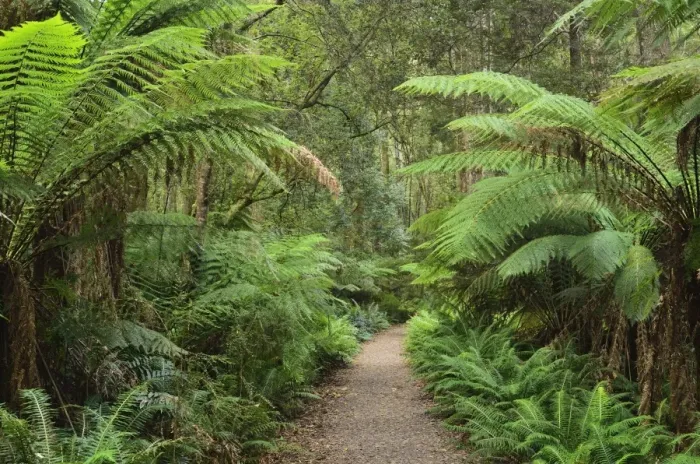 Framed Print : Footpath through Temperate Rainforest, Strahan, Tasmania, Australia, Pacific Framed Print : Footpath through Temperate Rainforest, Strahan, Tasmania, Australia, Pacific