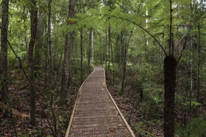 Framed Print : Footpath through Waipoua Kauri Forest, Northland Region, North Island, New Zealand
