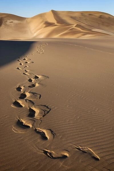 Footprints on sand dunes near Swakopmund, Dorob National Park, Namibia, Africa