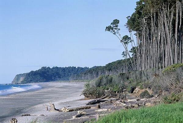 Forest on coast