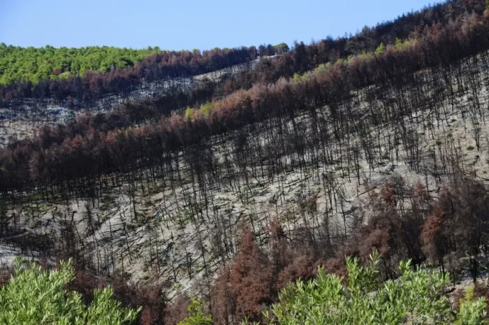 Framed Print : Forest fire devastation near Agnotas, Skopelos, Sporades Islands, Greek Islands Framed Print : Forest fire devastation near Agnotas, Skopelos, Sporades Islands, Greek Islands