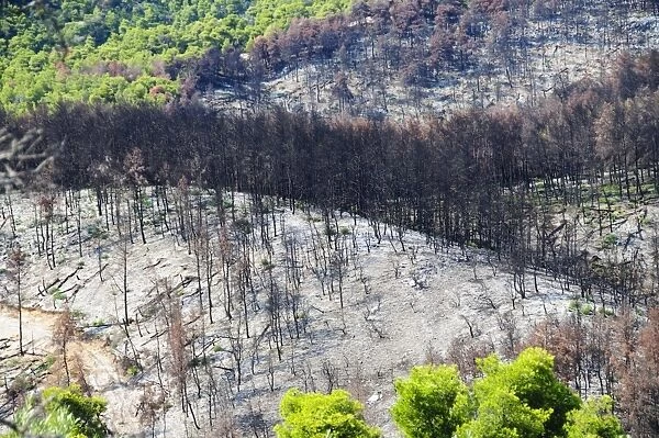 Forest fire devastation near Agnotas, Skopelos, Sporades Islands, Greek Islands