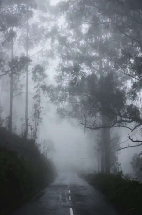 Framed Print : Forest in fog, near Achadas da Cruz, Madeira, Atlantic Ocean, Portugal, Europe Framed Print : Forest in fog, near Achadas da Cruz, Madeira, Atlantic Ocean, Portugal, Europe