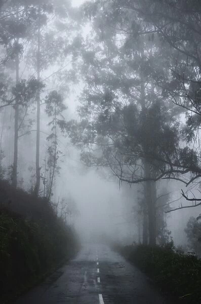 Forest in fog, near Achadas da Cruz, Madeira, Atlantic Ocean, Portugal, Europe