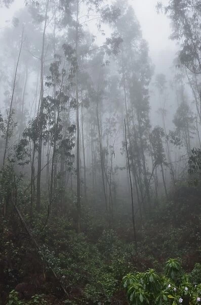Forest in fog, near Achadas da Cruz, Madeira, Atlantic Ocean, Portugal, Europe