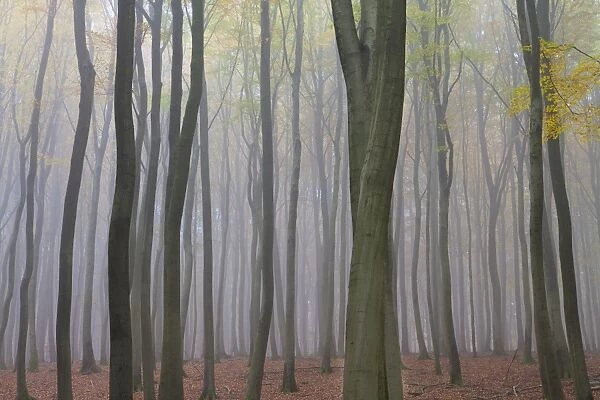 Forest in fog, near Frankfurt, Germany, Europe