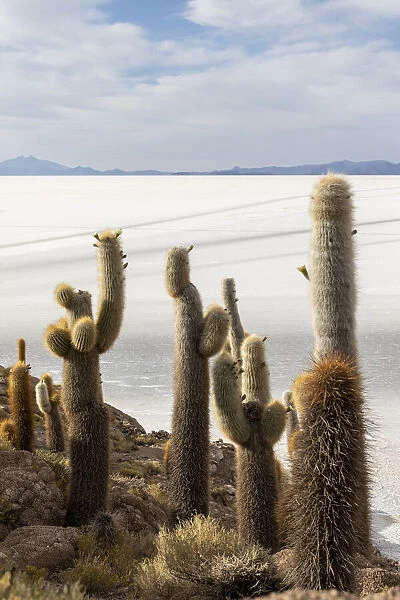 A forest of giant cardon cactus (Echinopsis atacamensis) growing on Isla Incahuasi