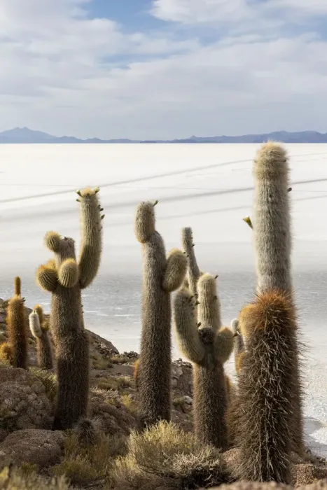 Framed Print : A forest of giant cardon cactus (Echinopsis atacamensis) growing on Isla Incahuasi Framed Print : A forest of giant cardon cactus (Echinopsis atacamensis) growing on Isla Incahuasi