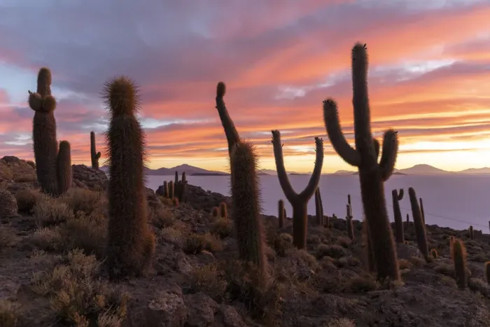 Framed Print : A forest of giant cardon cactus (Echinopsis atacamensis) at sunset on Isla Incahuasi Framed Print : A forest of giant cardon cactus (Echinopsis atacamensis) at sunset on Isla Incahuasi