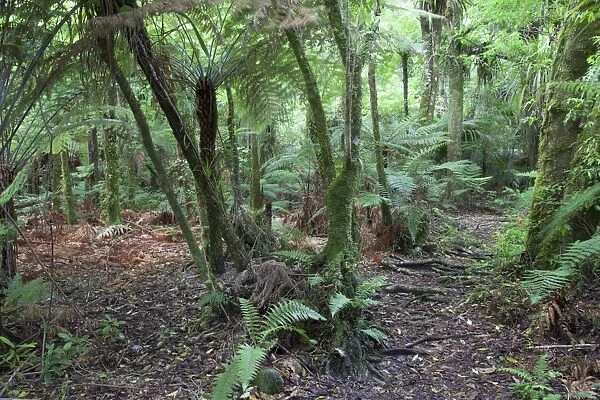 Forest on Kauaeranga Kauri Trail, Thames, Coromandel Peninsula, Waikato, North Island, New Zealand, Pacific