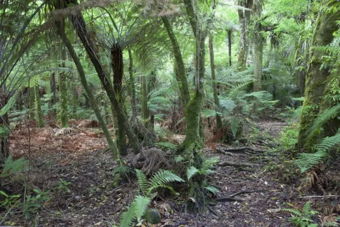 Framed Print : Forest on Kauaeranga Kauri Trail, Thames, Coromandel Peninsula, Waikato, North Island, New Zealand, Pacific Framed Print : Forest on Kauaeranga Kauri Trail, Thames, Coromandel Peninsula, Waikato, North Island, New Zealand, Pacific