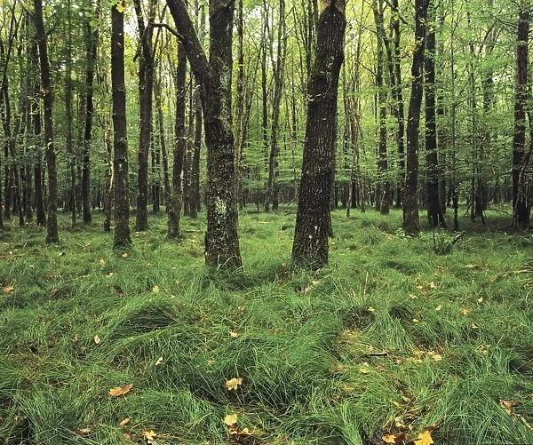 Forest in nature park Schonbuch, Tubingen, Baden Wurttemberg, Germany, Europe