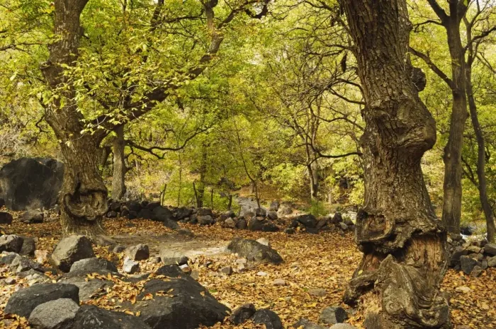 Framed Print : Forest near Imlil village, Toubkal mountains, High Atlas, Morocco, North Africa, Africa Framed Print : Forest near Imlil village, Toubkal mountains, High Atlas, Morocco, North Africa, Africa