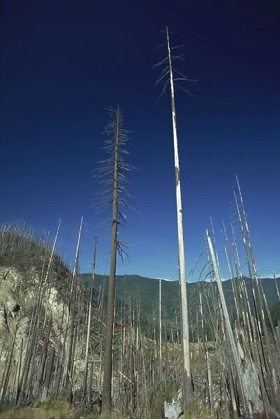 Forest north of Mount St. Helens National Volcanic Monument, damaged by the eruption of 1980