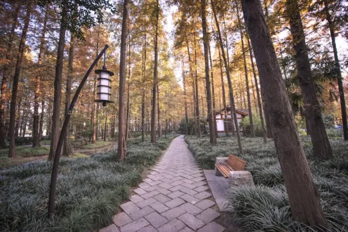 Framed Print : Forest path with bench and lanterns in a West Lake park, Hangzhou, Zhejiang, China, Asia