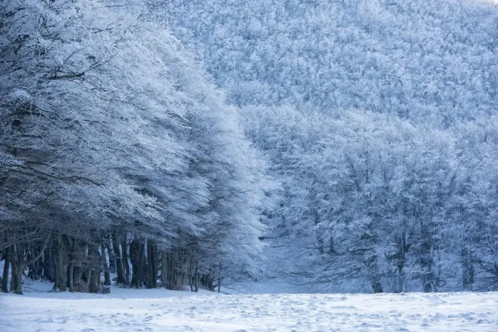 Framed Print : Forest with snow in winter, Monte Cucco Park, Apennines, Umbria, Italy, Europe
