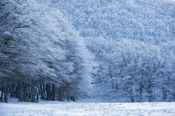 Forest with snow in winter, Monte Cucco Park, Apennines, Umbria, Italy, Europe